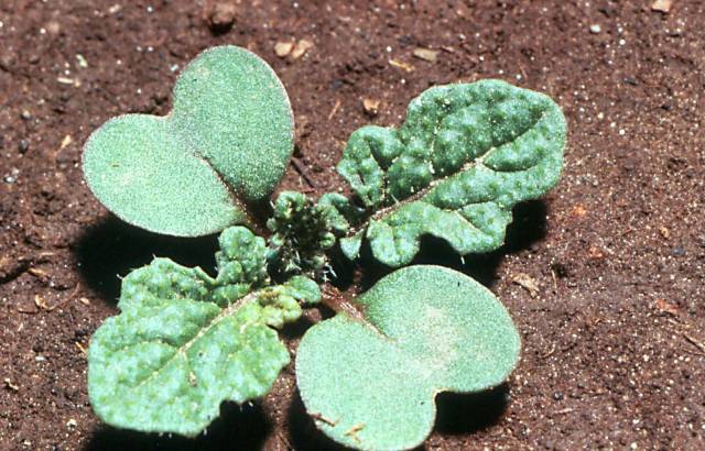 عکسهای گیاه دارویی خردل سیاه Brassica nigra 1